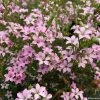 Diosma Pink Diamond 3 Diosma Pink Diamond -Jardin De Fleurs Magasin Diosma Pink diamond IF 166510 1