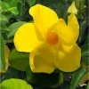 Dipladenia Diamantina Opale Citrine 2.0 - Mandevilla 2 Dipladenia Diamantina Opale Citrine 2.0 - Mandevilla -Jardin De Fleurs Magasin Dipladenia diamantina opale citrine 164710 2