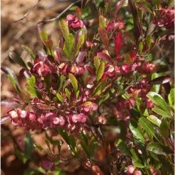 Dodonaea Viscosa Purpurea - DodonÃ©e Visqueuse