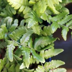 Dryopteris Championii - FougÃ¨re Persistante