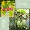 Duo Kiwi De SibÃ©rie 'Ken's Red' (femelle) + 'Issai' (pollinisateur)