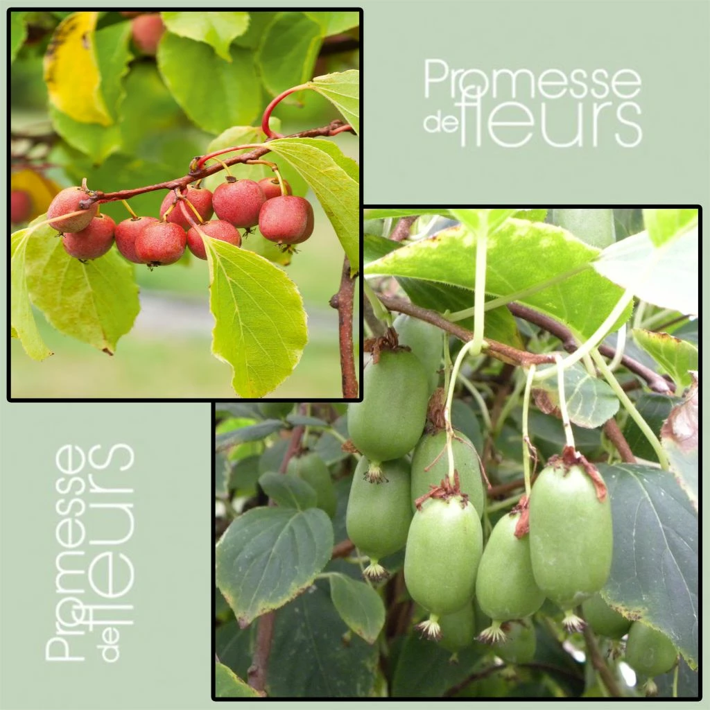 Duo Kiwi De Sibérie 'Ken's Red' (femelle) + 'Issai' (pollinisateur) 1 Duo Kiwi De Sibérie 'Ken's Red' (femelle) + 'Issai' (pollinisateur)