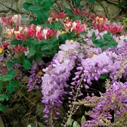 Duo ParfumÃ© - Duo De Glycine Et ChÃ¨vrefeuille