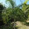 Dypsis Plumosa - Palmier Plumeux 2 Dypsis Plumosa - Palmier Plumeux -Jardin De Fleurs Magasin Dypsis plumosa 89853 1