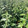 Elaeagnus Ebbingei Compacta - Chalef -Jardin De Fleurs Magasin Elaeagnus ebbingei Compacta 84055 1