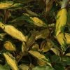 Elaeagnus Ebbingei Eleador - Chalef -Jardin De Fleurs Magasin Elaeagnus ebbingei Eleador 84048 1