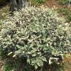 Elaeagnus Pungens Hosuba Fukurin - Chalef PanachÃ© -Jardin De Fleurs Magasin Elaeagnus pungens Hosuba Fukurin 781598 1