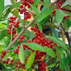Elaeagnus Umbellata PointillaÂ® Sweet'N'Sour'Â® - Chalef D'automne Ã  Baies De Goumi Rouge