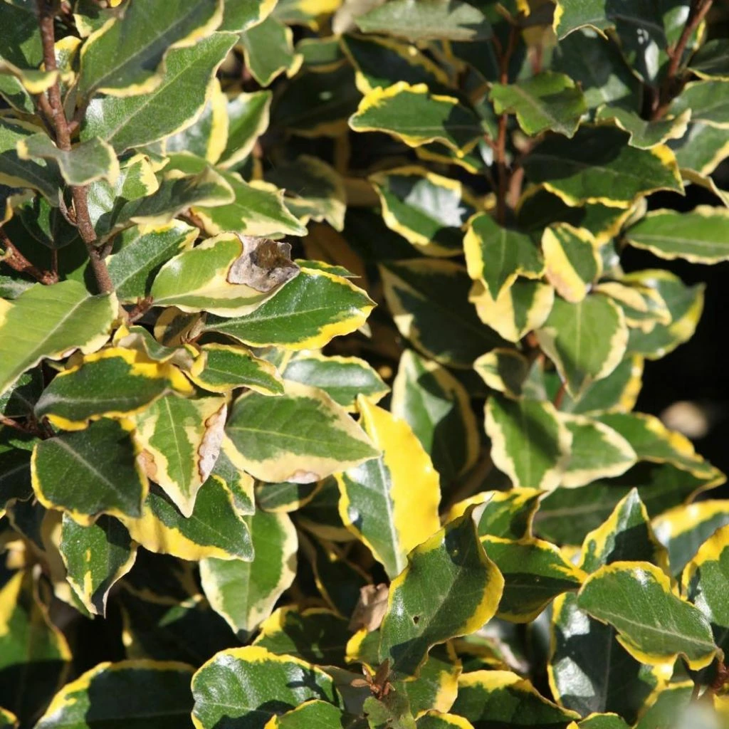 Elaeagnus X Ebbingei Viveleg - Chalef 1 Elaeagnus X Ebbingei Viveleg - Chalef