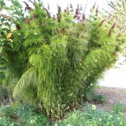 Elegia Capensis - PrÃªle Restio