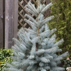 EpicÃ©a Bleu - Picea Pungens Edith