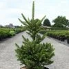 Picea Abies Will's Zwerg - Ã‰picÃ©a Commun -Jardin De Fleurs Magasin Epicea commun Picea abies Will s Zwerg IF 1002732 1