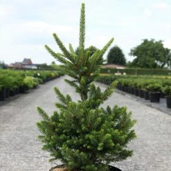 Picea Abies Will's Zwerg - Ã‰picÃ©a Commun