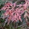 Erable Du Japon - Acer Palmatum Dissectum Orangeola -Jardin De Fleurs Magasin Erable du Japon Acer palmatum Dissectum Orangeola IF 18995 1