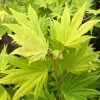 Erable Du Japon - Acer Palmatum Summer Gold -Jardin De Fleurs Magasin Erable du japon acer palmatum summer gold copyright 8392611 1