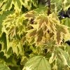 Erable Plane - Acer Platanoides Drummondii -Jardin De Fleurs Magasin Erable plane Acer platanoides Drummondii copyright 8392911 1