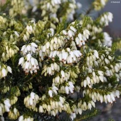 BruyÃ¨re Des Neiges - Erica Carnea Isabell