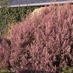 BruyÃ¨re De L'ouest - Erica Mediterranea