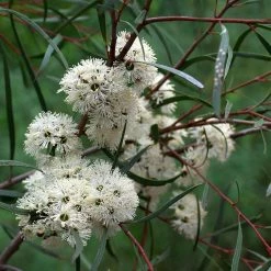 Eucalyptus Apiculata - MallÃ©e Ã  Feuilles Ã©troites