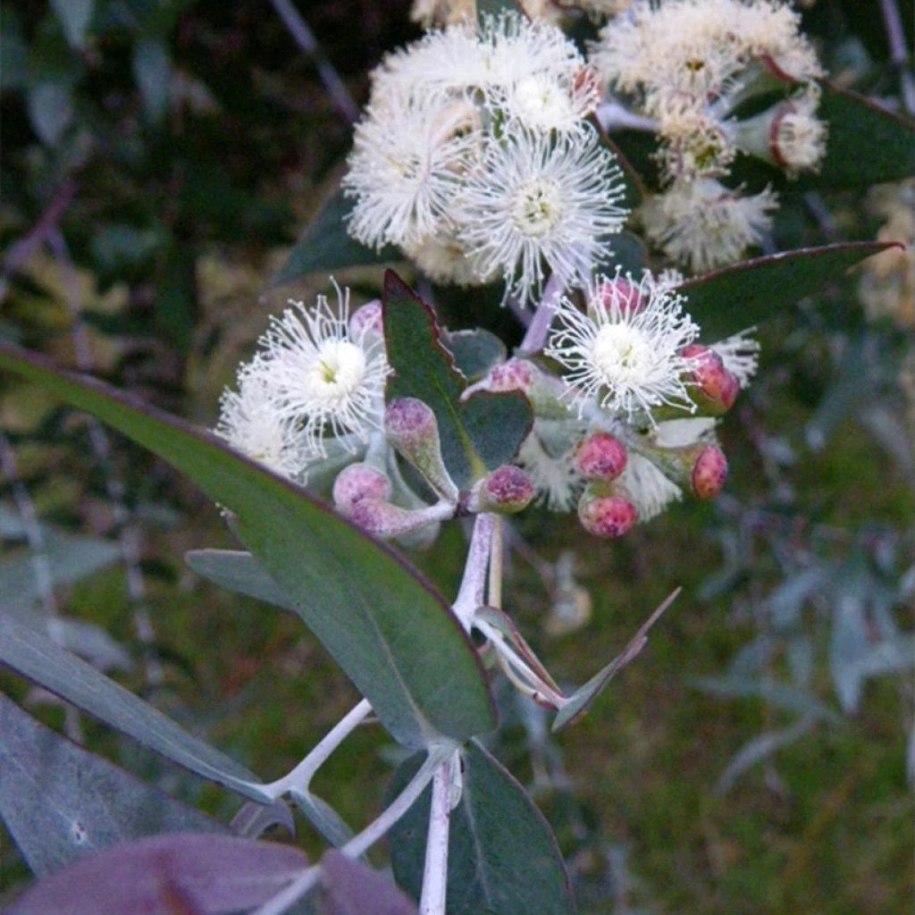 Eucalyptus Risdonii - Gommier De Risdon 1 Eucalyptus Risdonii - Gommier De Risdon