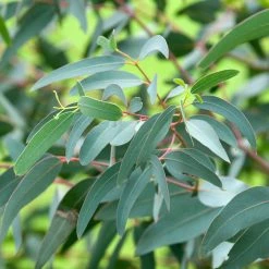 Eucalyptus Saxatilis - MallÃ©e Des Rochers