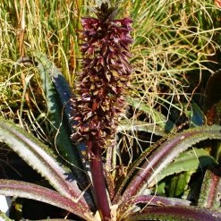 Eucomis Freckles - Eucomide PanachÃ©e