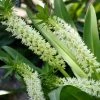 Eucomis Playa BlancaÂ® - Eucomide -Jardin De Fleurs Magasin Eucomis Playa Blanca V 4189 1