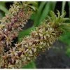Eucomis Pole-evansii - Eucomide Blanche Ã  Coeur Mauve. -Jardin De Fleurs Magasin Eucomis pole evansii 6791 1