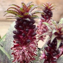 Eucomis Vandermerwei - Eucomide PanachÃ©e