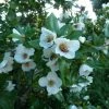 Eucryphia Intermedia Rostrevor -Jardin De Fleurs Magasin Eucryphia intermedia Rostrevor 781697 1
