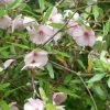 Eucryphia Lucida Ballerina 3 Eucryphia Lucida Ballerina -Jardin De Fleurs Magasin Eucryphia lucida Ballerina eucryphia luisant V 16660 1
