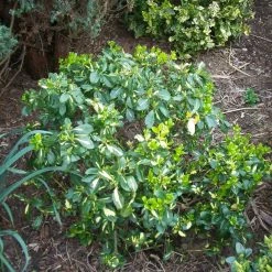 Euonymus Fortunei Blondy - Fusain Persistant PanachÃ©