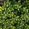 Euonymus Japonicus Microphyllus Aureovariegatus - Fusain -Jardin De Fleurs Magasin Euonymus japonicus micr Aureovariegatus 84072 1