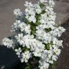 Exochorda Racemosa Magical Springtime -Jardin De Fleurs Magasin Exochorda Magical Springtime 82317 1