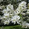 Exochorda Serratifolia Snow White - Arbre Aux Perles -Jardin De Fleurs Magasin Exochorda serratifolia Snow White 100621 1