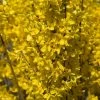 Forsythia Intermedia Week-end - Mimosa De Paris -Jardin De Fleurs Magasin FORSYTHIA INTERMEDIA WEEK END 781619 1