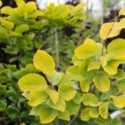Fagus Sylvatica Dawyck Gold - HÃªtre FastigiÃ© DorÃ©
