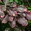 HÃªtre Pourpre PanachÃ© - Fagus Sylvatica Purpurea Tricolor -Jardin De Fleurs Magasin Fagus sylvatica Purpurea Tricolor 100251 1