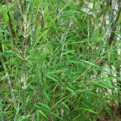 Fargesia Taibashan 2 - Bambou Non TraÃ§ant