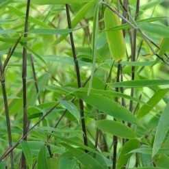 Fargesia Viking - Bambou Non TraÃ§ant