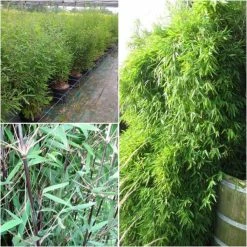 Fargesia Nitida Black Pearl - Bambou Non TraÃ§ant