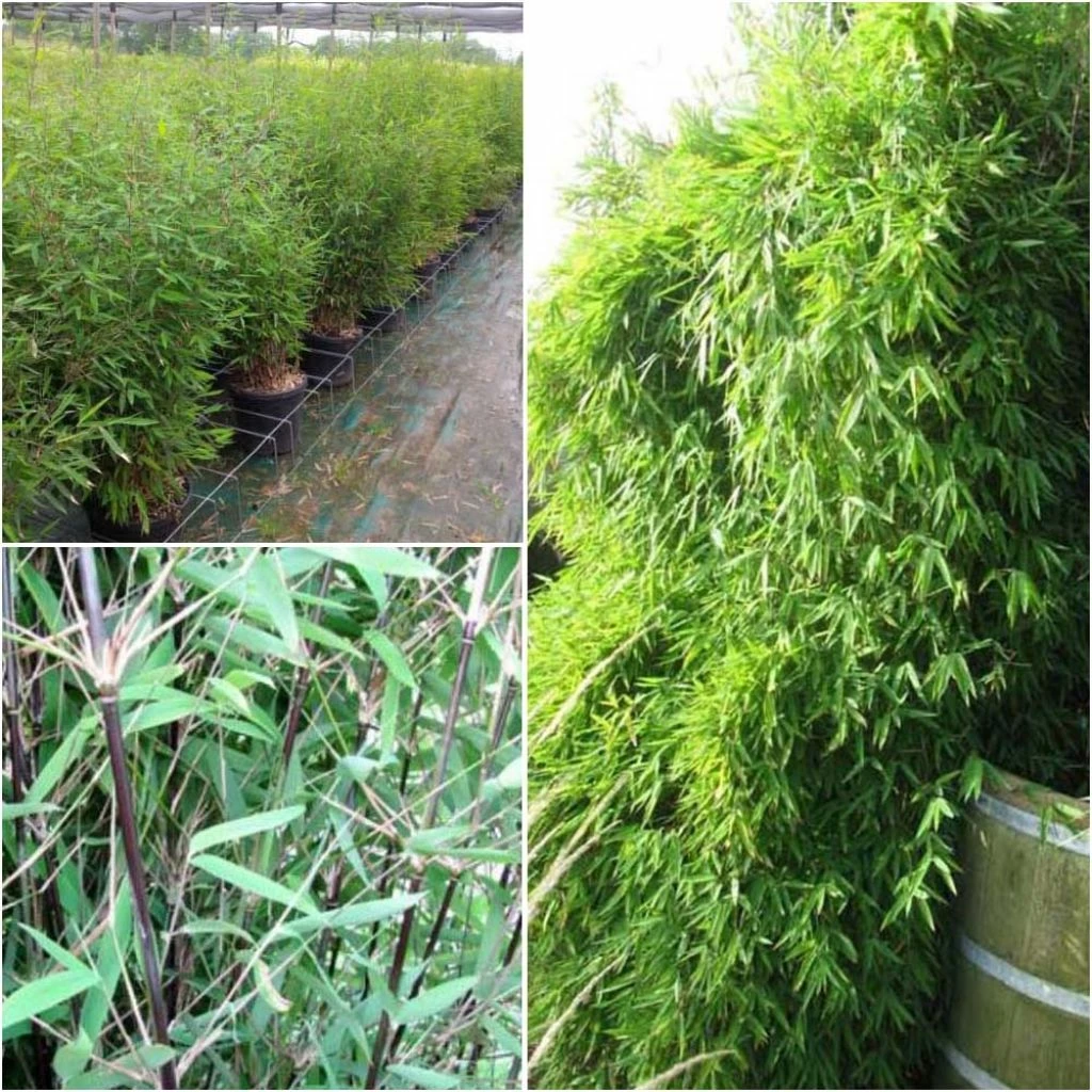 Fargesia Nitida Black Pearl - Bambou Non Traçant 1 Fargesia Nitida Black Pearl - Bambou Non Traçant