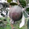 Feijoa Ou Acca Sellowiana Apollo - Goyavier Du BrÃ©sil -Jardin De Fleurs Magasin Feijoa ou Acca sellowiana Apollo Goyavier du Bresil IF 180081 1