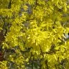 Forsythia Nimbus - Mimosa De Paris Nain -Jardin De Fleurs Magasin Forsythia Nimbus 82320 1