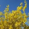 Forsythia X Intermedia Gold Rausch - Mimosa De Paris -Jardin De Fleurs Magasin Forsythia x intermedia Gold Rausch 100111 1