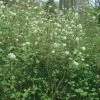 Fothergilla Major - Grand Fothergilla -Jardin De Fleurs Magasin Fothergilla major 781622 1