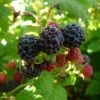 Framboisier Black Jewel (non Remontant) Bio 3 Framboisier Black Jewel (non Remontant) Bio -Jardin De Fleurs Magasin Framboisier Black Jewel non remontant Bio 780979 1