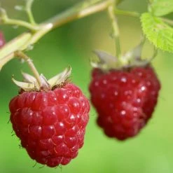 Framboisier DÃ©lice De Framboise (non Remontant) Bio