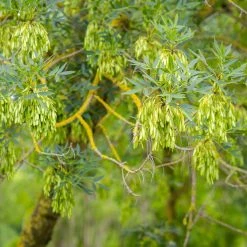 Fraxinus Angustifolia - FrÃªne Ã  Feuilles Ã©troites