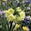 Fritillaria Raddeana - Couronne ImpÃ©riale -Jardin De Fleurs Magasin Fritillaire imperiale Raddeana 54587 1